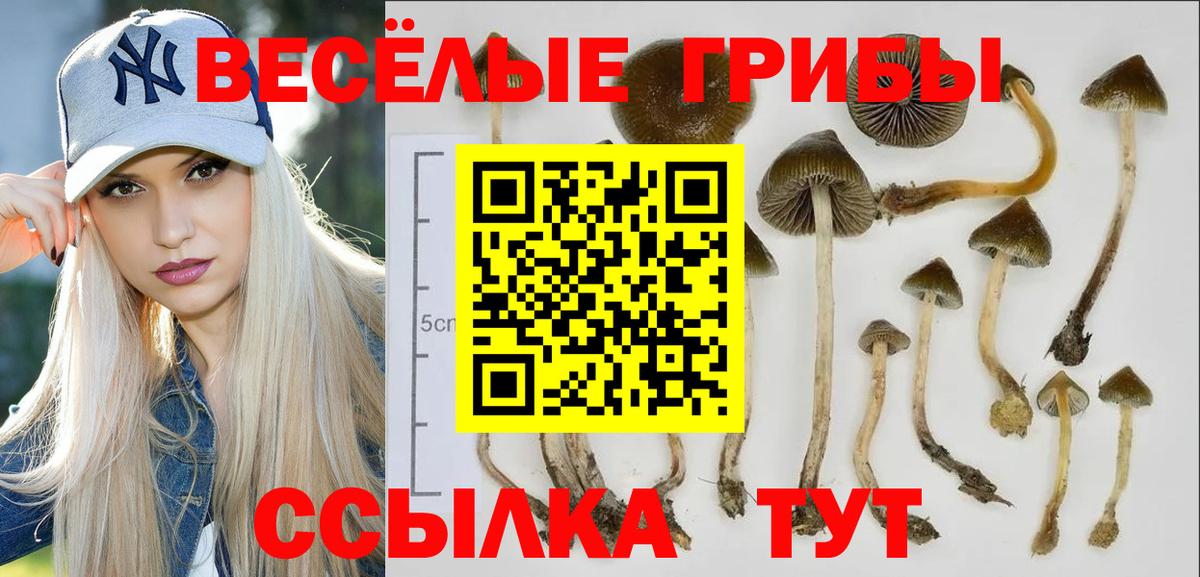 Псилоцибиновые грибы Psilocybe  Вход с VPN  Чехов 